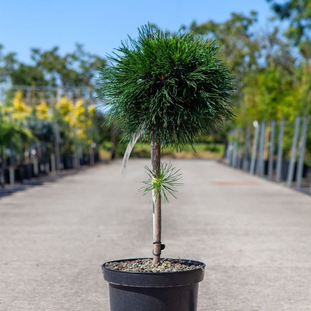 Pinus mugo Varella - Dwarf Mountain Pine