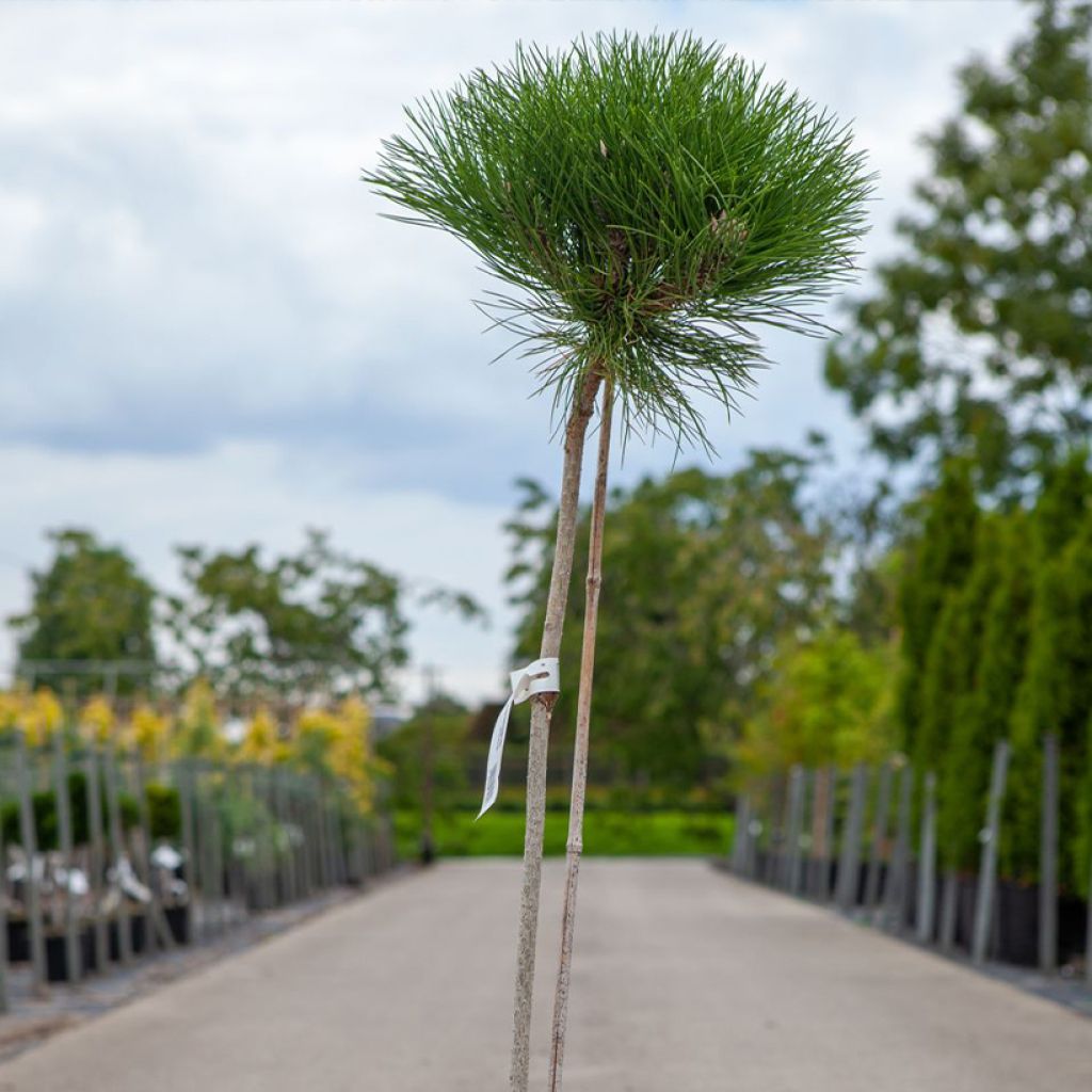 Black pine - Pinus nigra Marie Brégeon