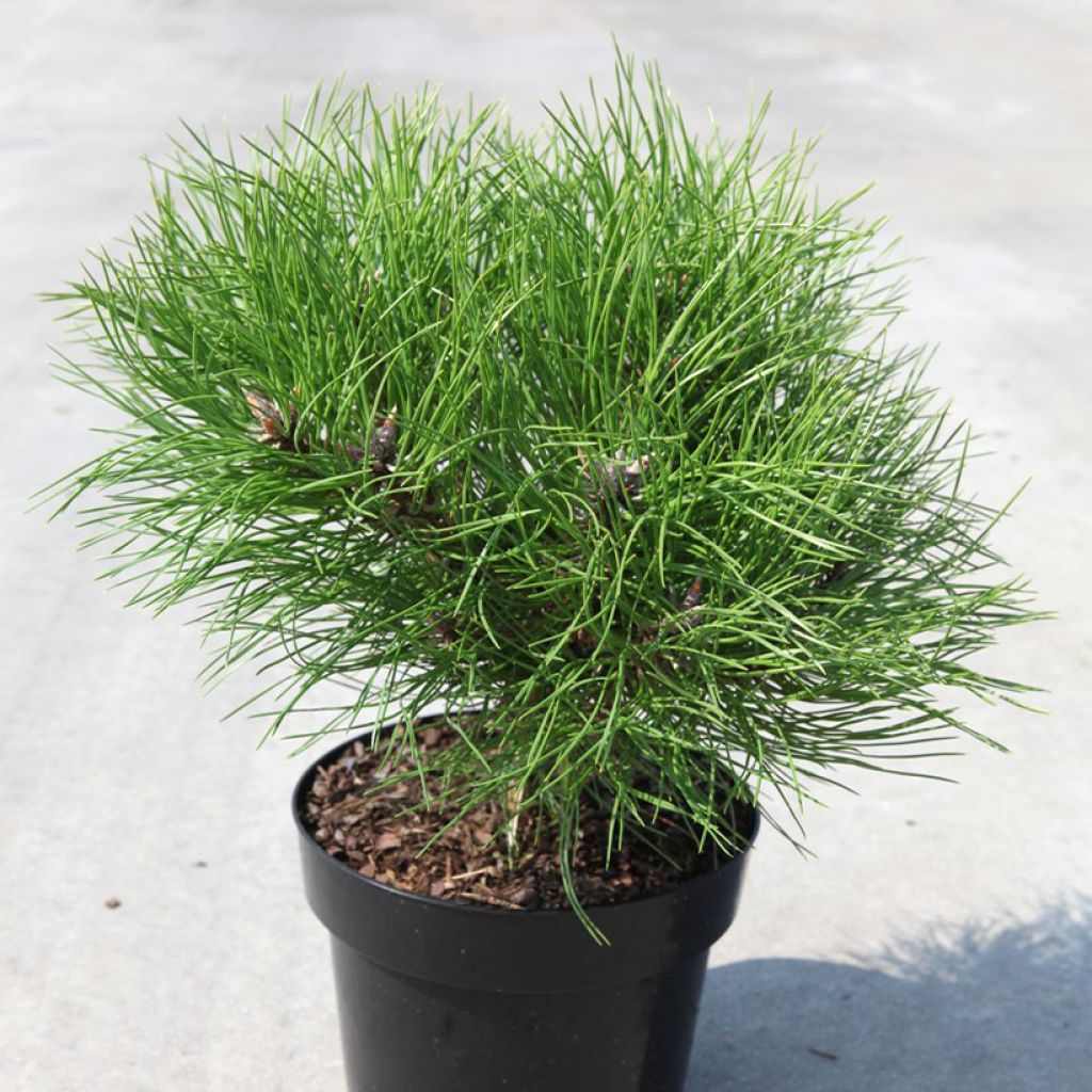 Black pine - Pinus nigra Marie Brégeon