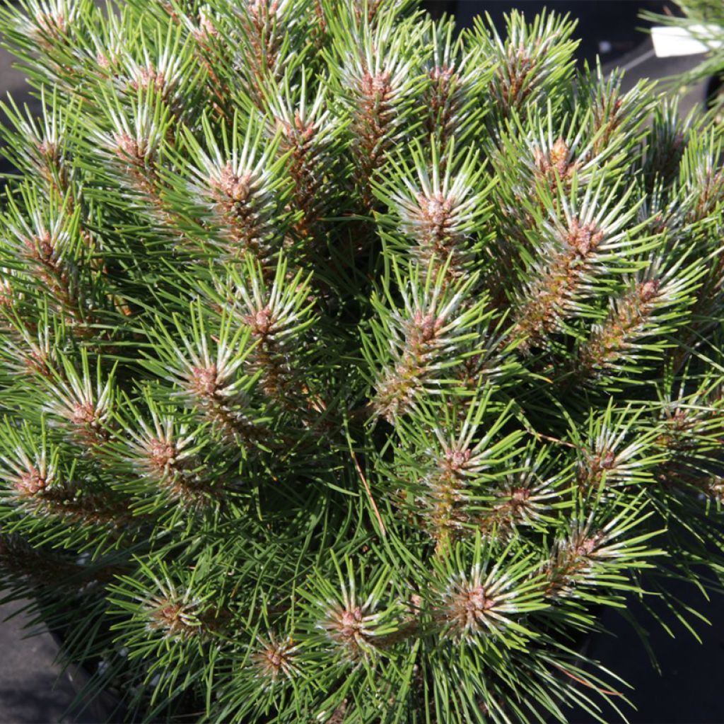 Black pine - Pinus nigra Marie Brégeon