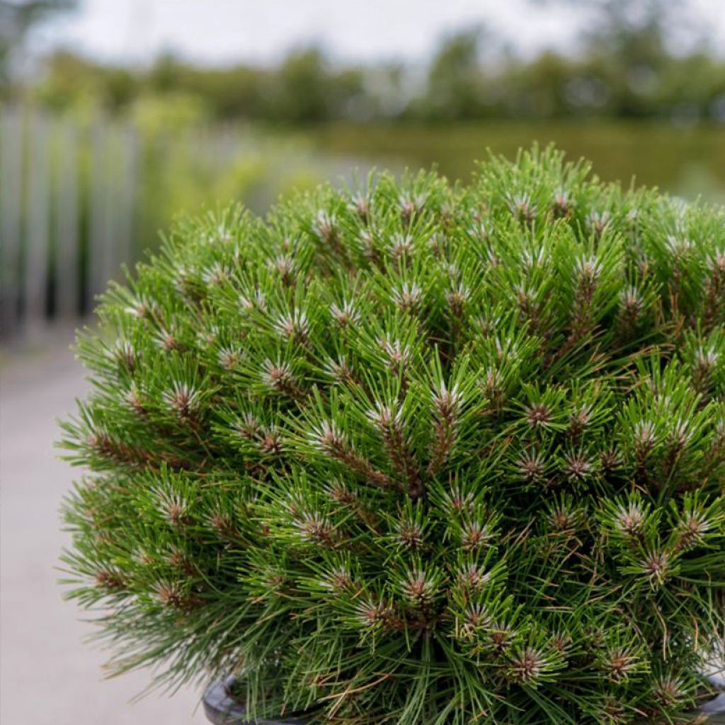 Black pine - Pinus nigra Marie Brégeon
