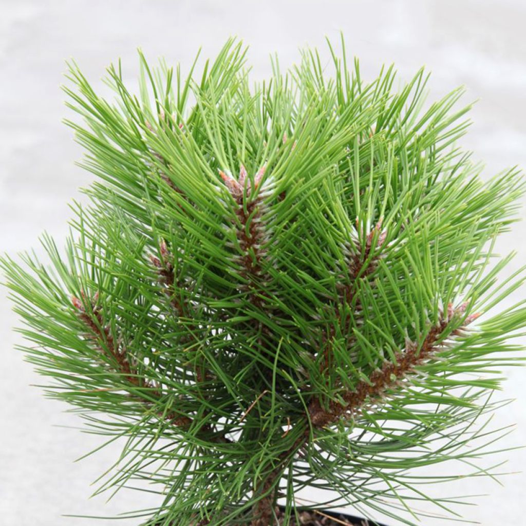Black pine - Pinus nigra Marie Brégeon