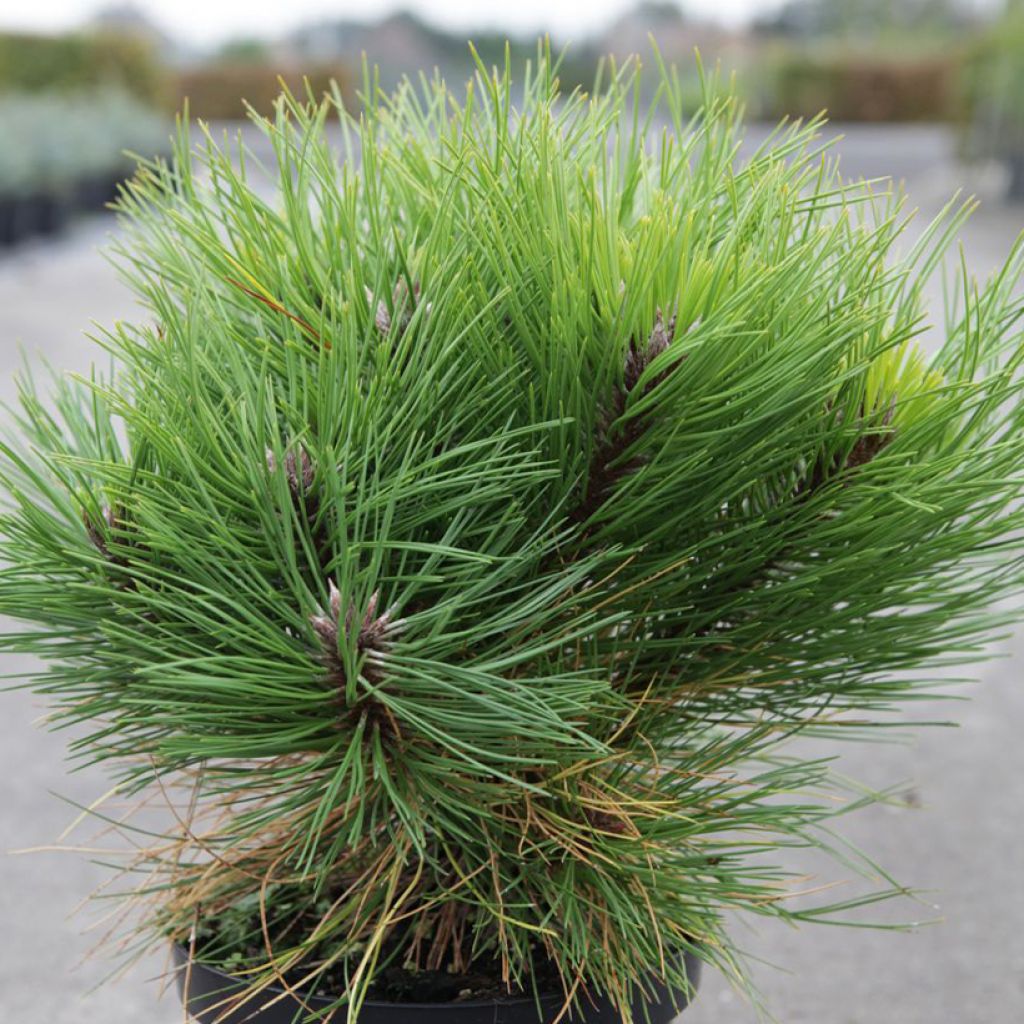 Black pine - Pinus nigra Marie Brégeon