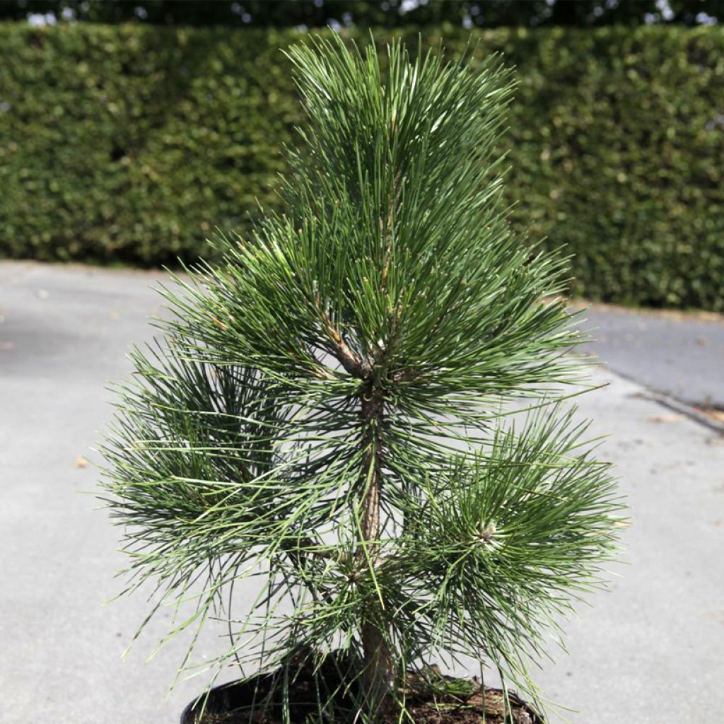 Austrian black pine - Pinus nigra nigra