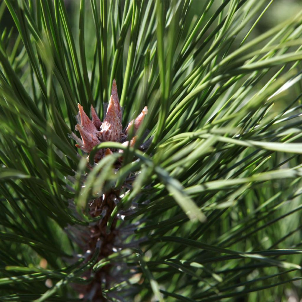 Austrian black pine - Pinus nigra nigra