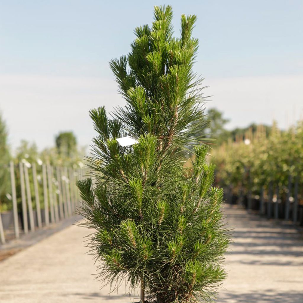 Austrian black pine - Pinus nigra nigra