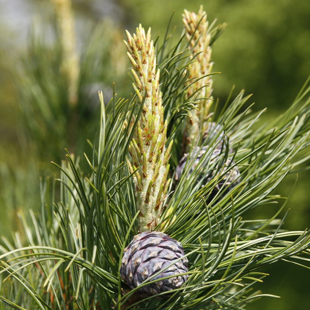 Pinus cembra -  Swiss stone pine