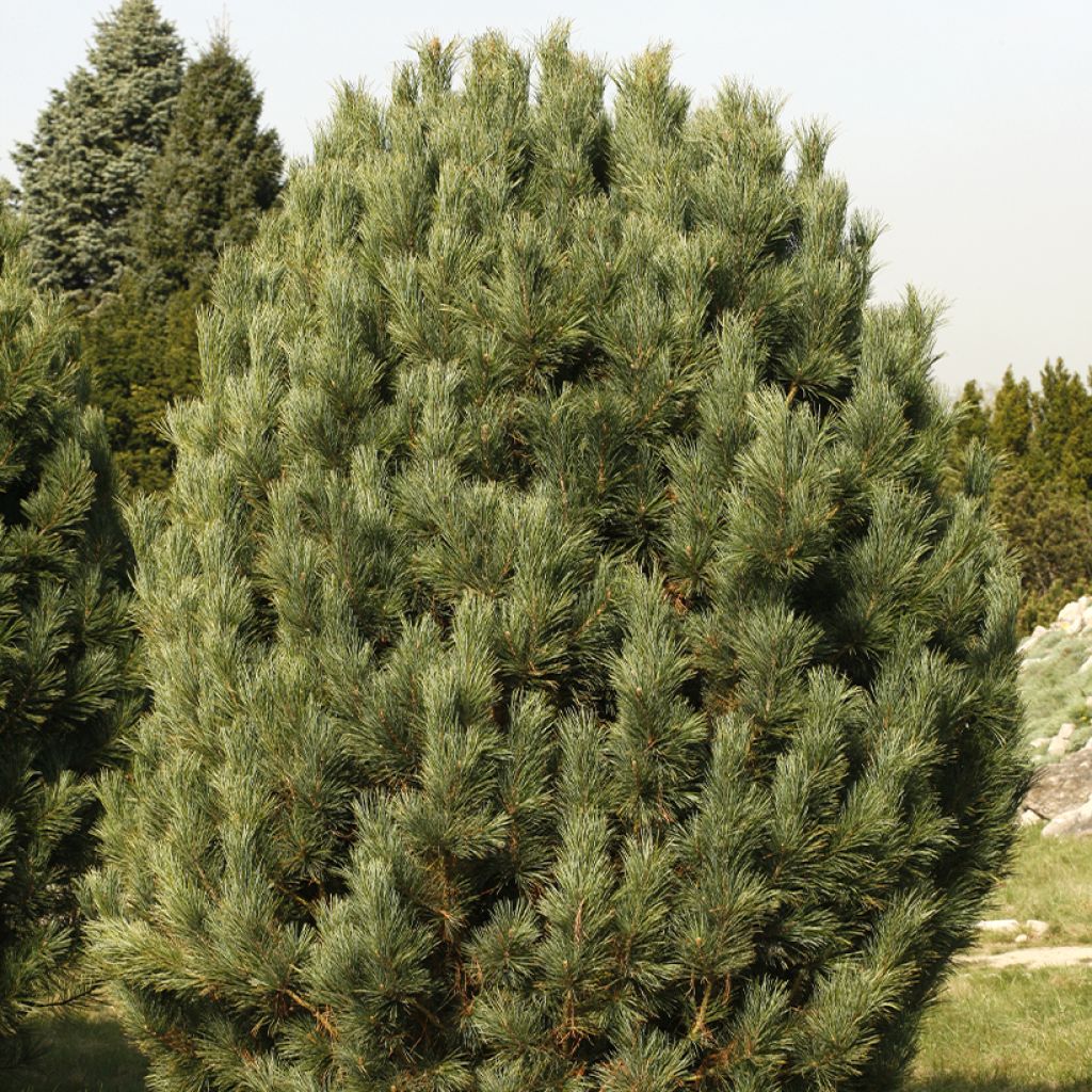 Pinus cembra -  Swiss stone pine
