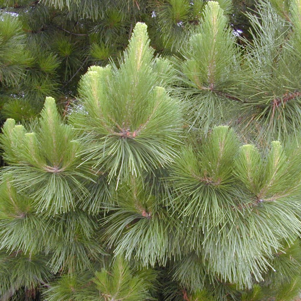 Pinus insignis - Monterey Pine