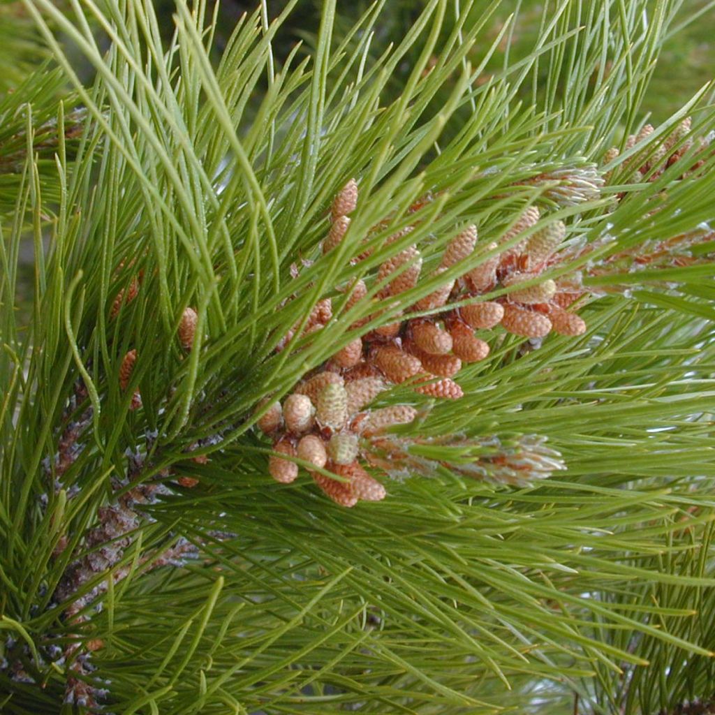 Pinus insignis - Monterey Pine
