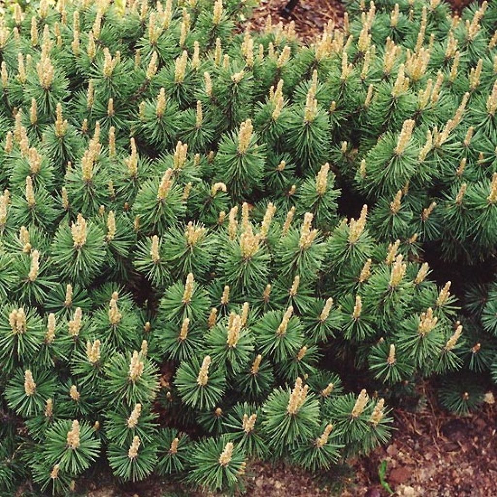 Pinus mugo Humpy - Dwarf Mountain Pine