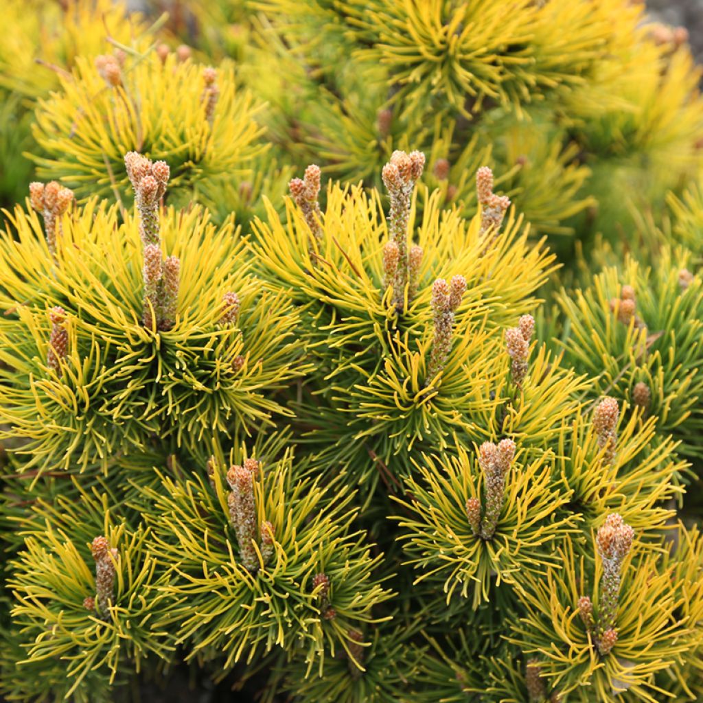 Pinus mugo Nana Balcanica Aurea -  - Dwarf Mountain Pine