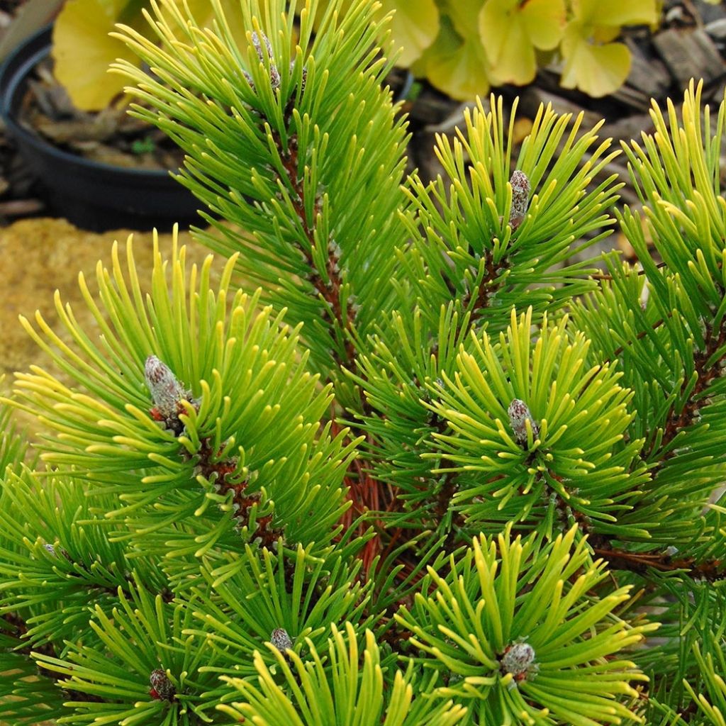 Pinus mugo Winter Gold - Dwarf Mountain Pine