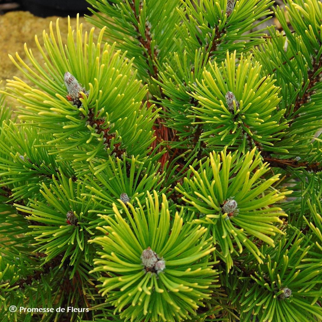 Pinus mugo Winter Gold - Dwarf Mountain Pine