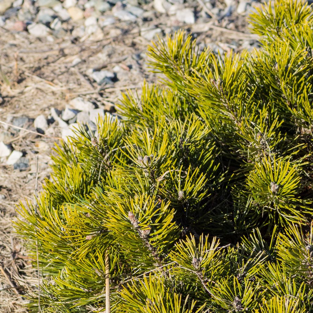 Pinus mugo pumilio - Dwarf Mountain Pine