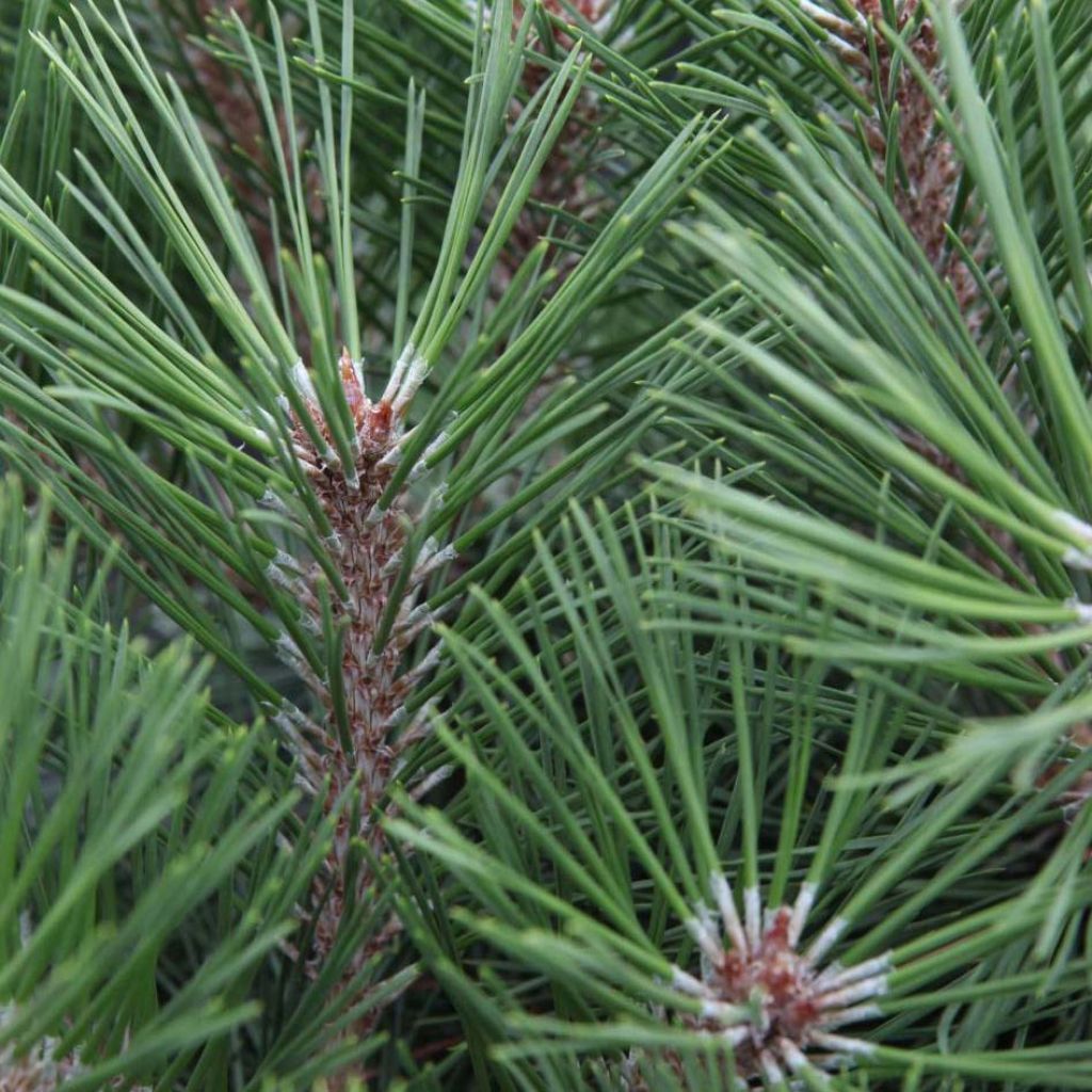 Pinus nigra Pierrick Bregeon - Black Pine