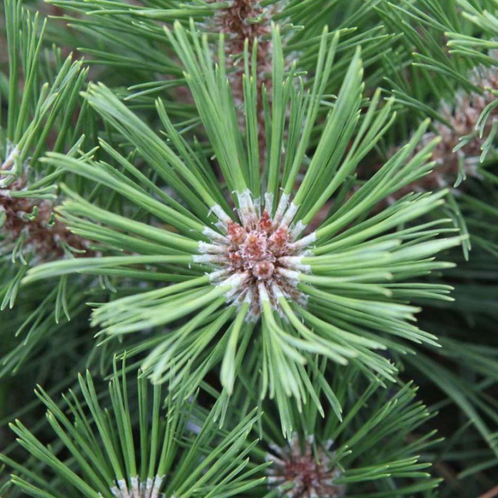 Pinus nigra Pierrick Bregeon - Black Pine
