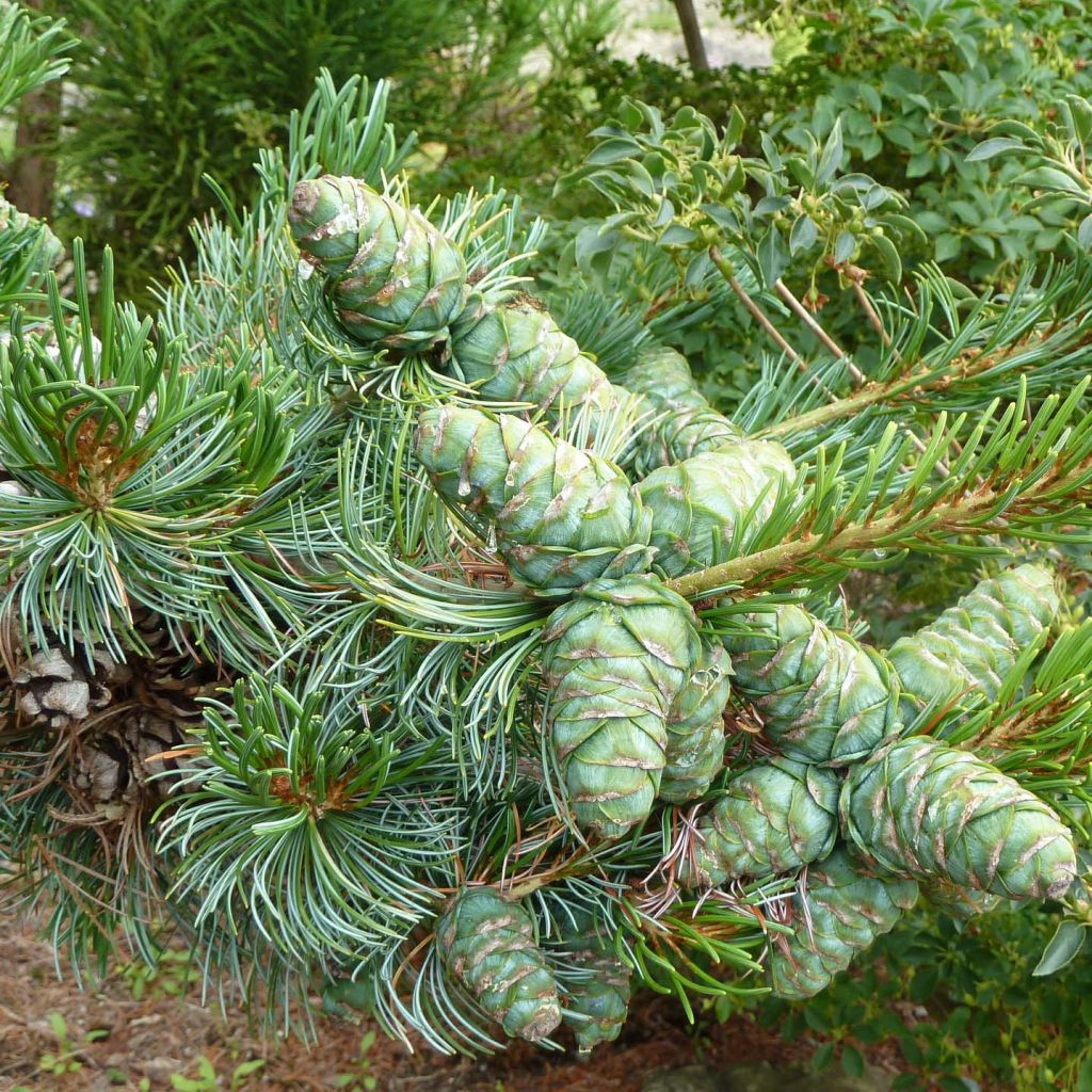 Pinus parviflora Glauca - Japanese White Pine
