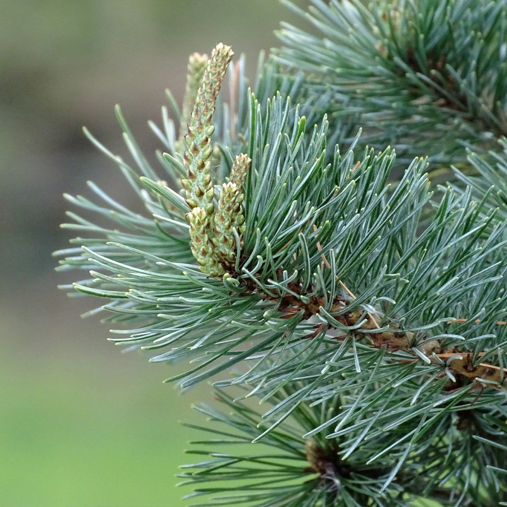 Pinus parviflora Negishi - Japanese White Pine