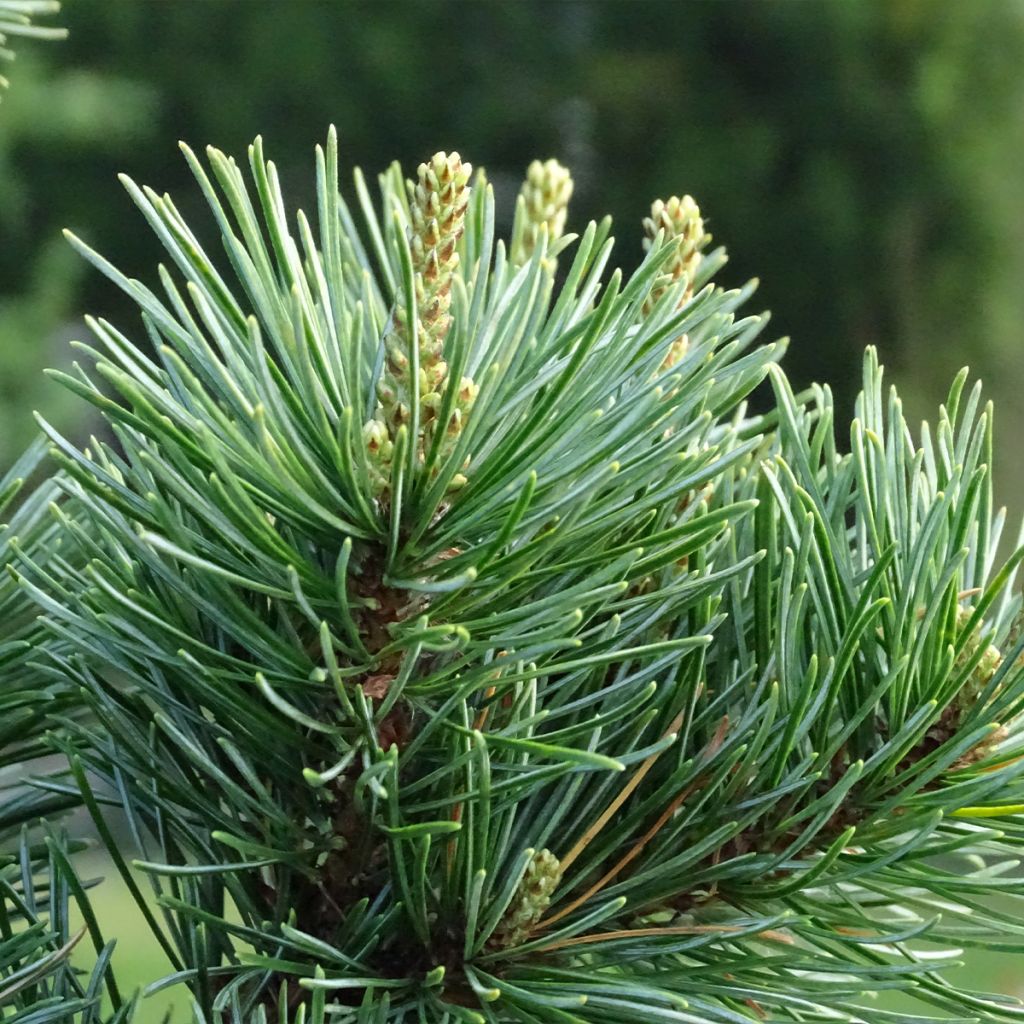 Pinus parviflora Negishi - Japanese White Pine