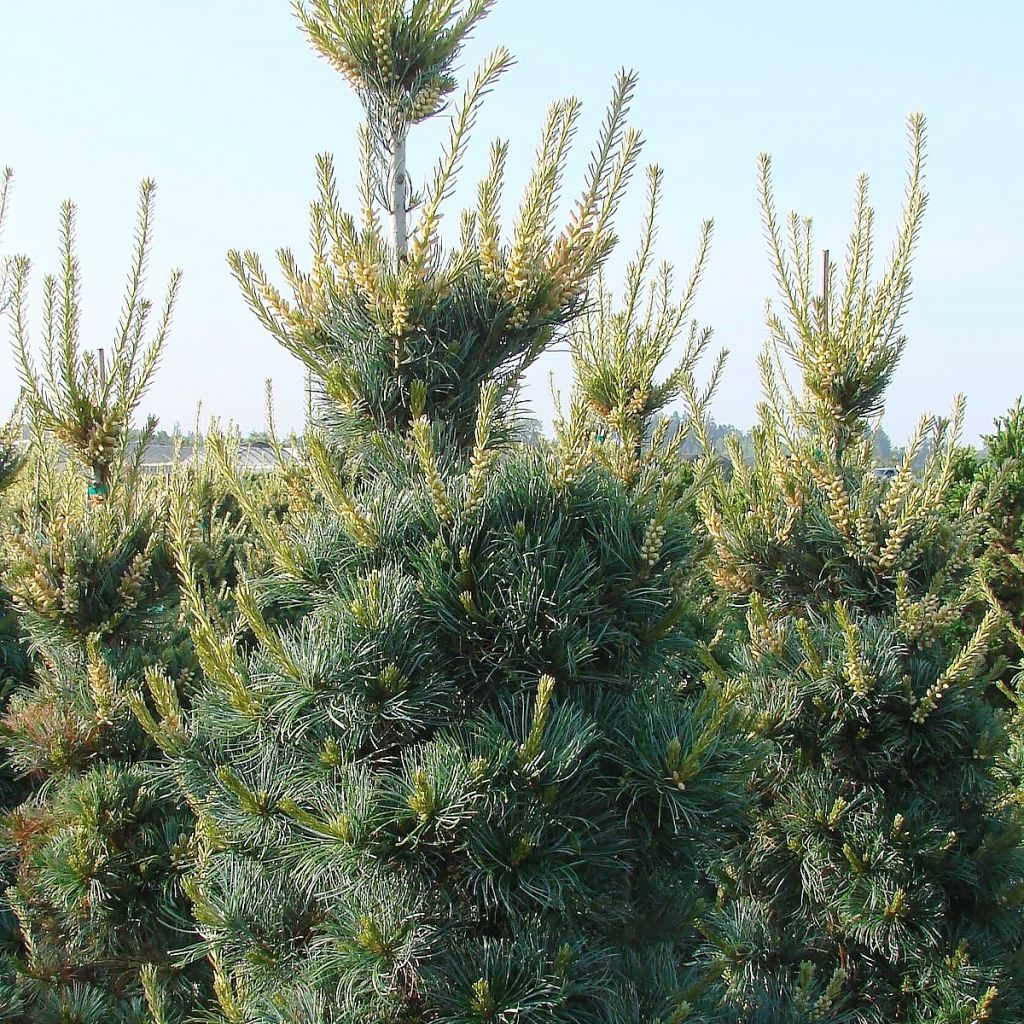 Pinus parviflora Tempelhof - Japanese White Pine