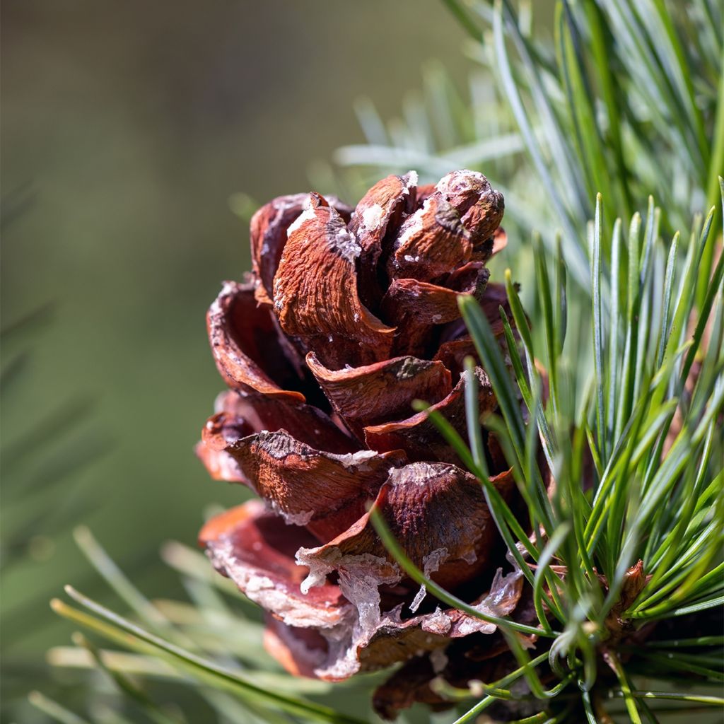 Pinus parviflora Tempelhof - Japanese White Pine