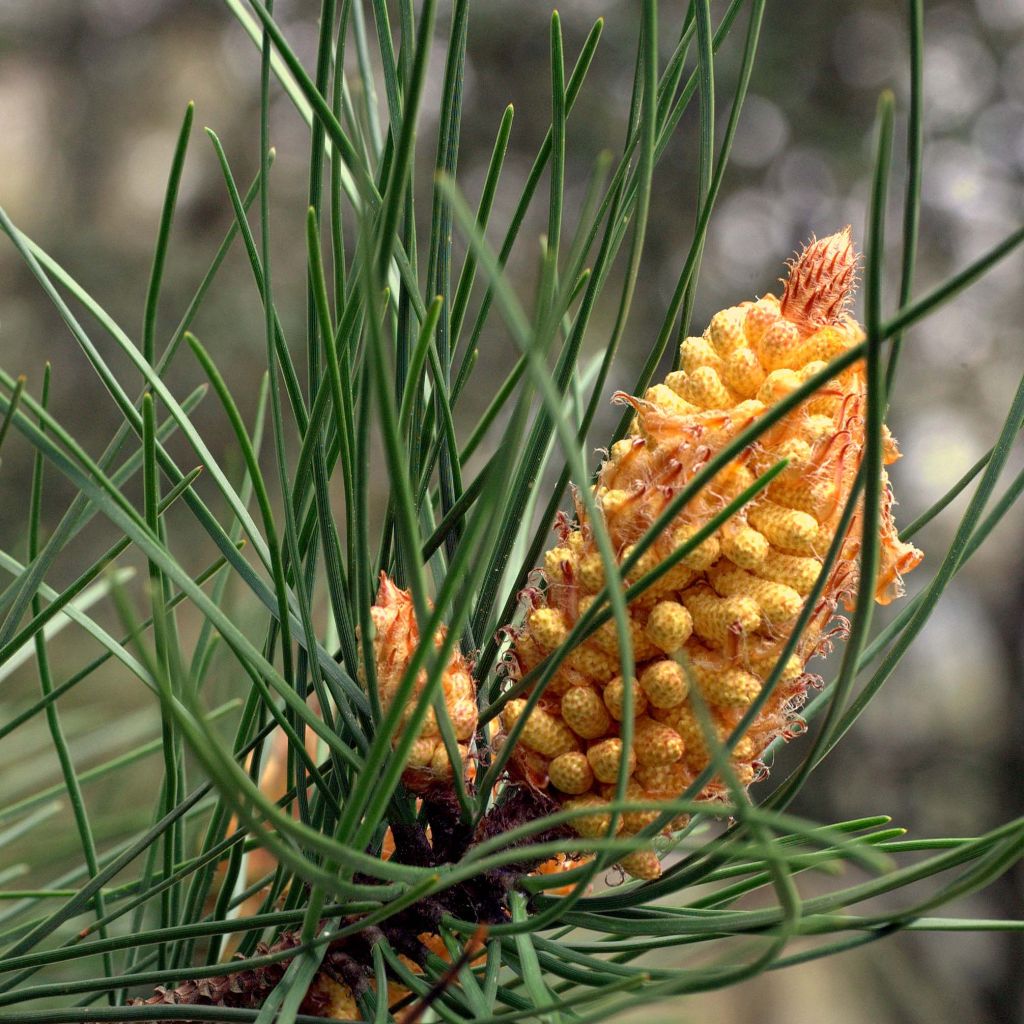 Pinus pinaster - Maritime pine