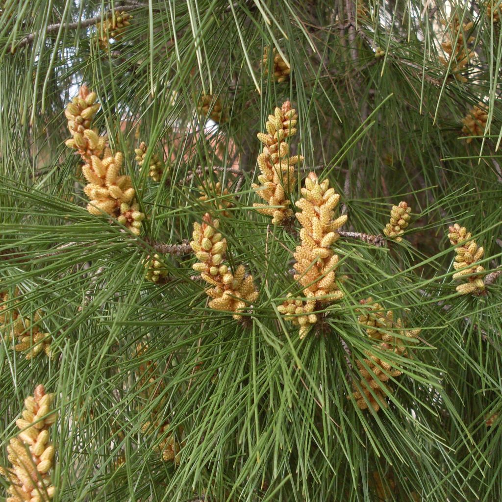 Pinus pinea - Umbrella pine