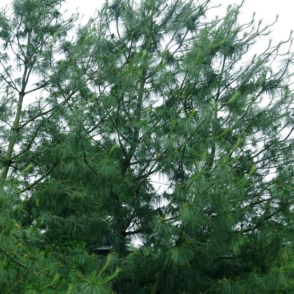 Pinus wallichiana - Bhutan Pine
