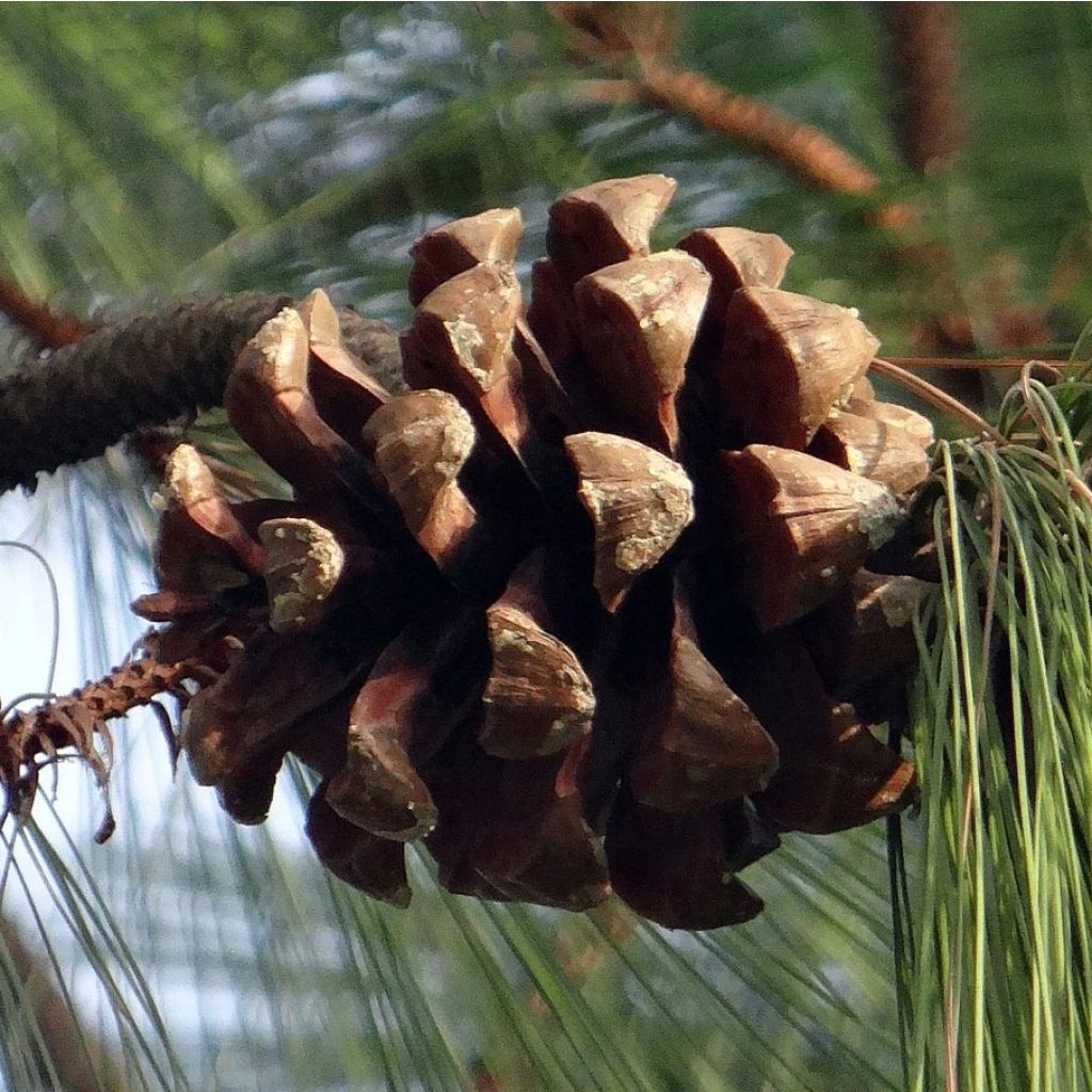 Pinus wallichiana - Bhutan Pine