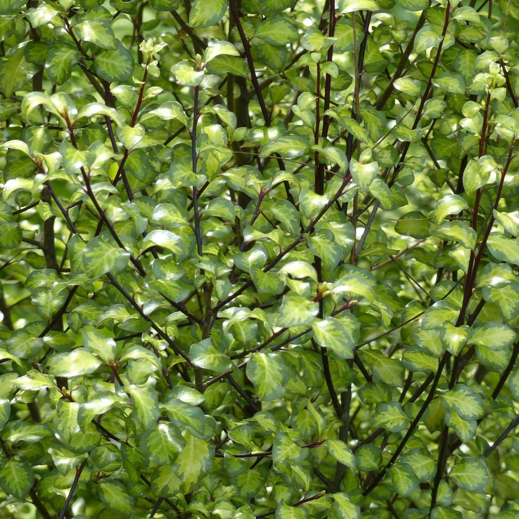 Pittosporum Abbotsbury Gold - Pittosporum à petites feuilles panachées