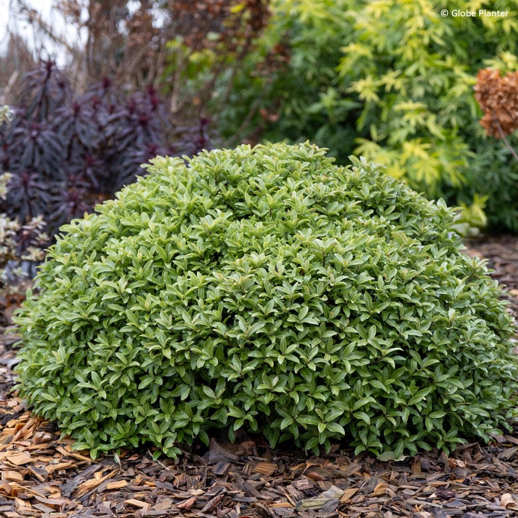 Pittosporum tenuifolium Orbitea - Kohuhu