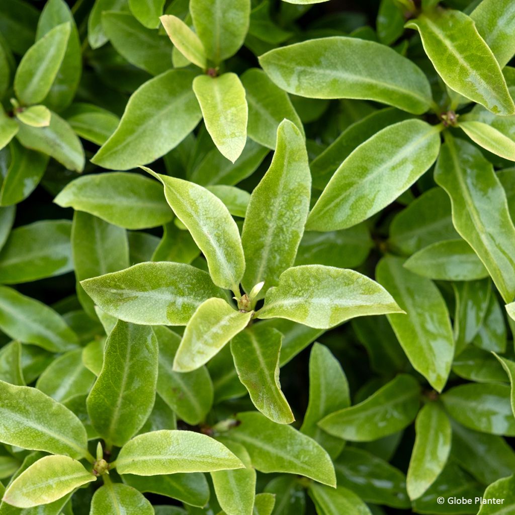 Pittosporum tenuifolium Orbitea - Kohuhu
