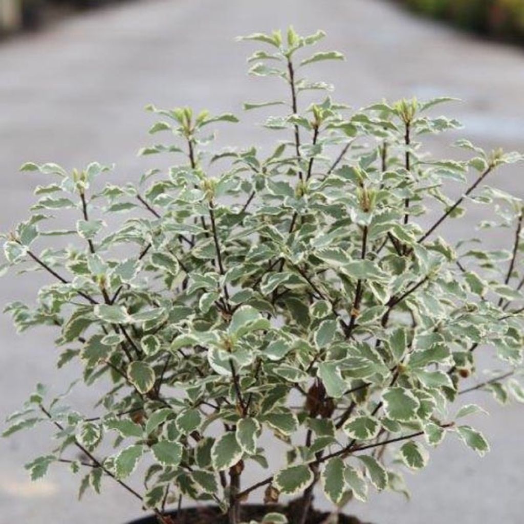 Pittosporum tenuifolium Variegatum - Kohuhu
