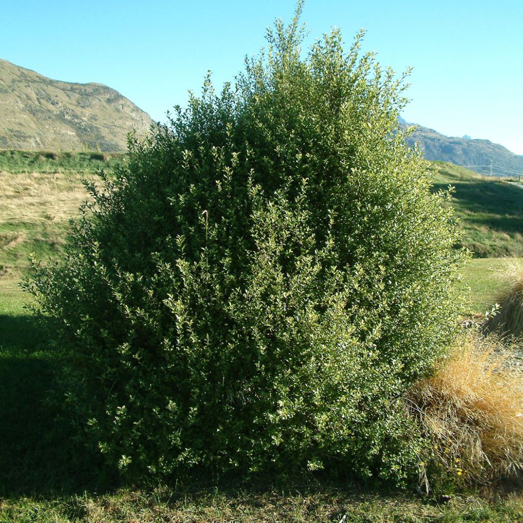 Pittosporum tenuifolium - Kohuhu