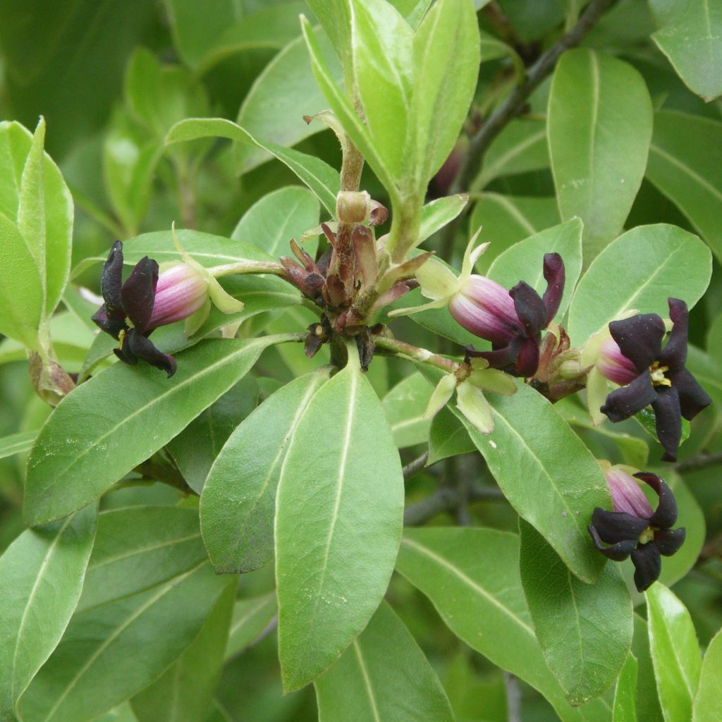 Pittosporum tenuifolium - Kohuhu