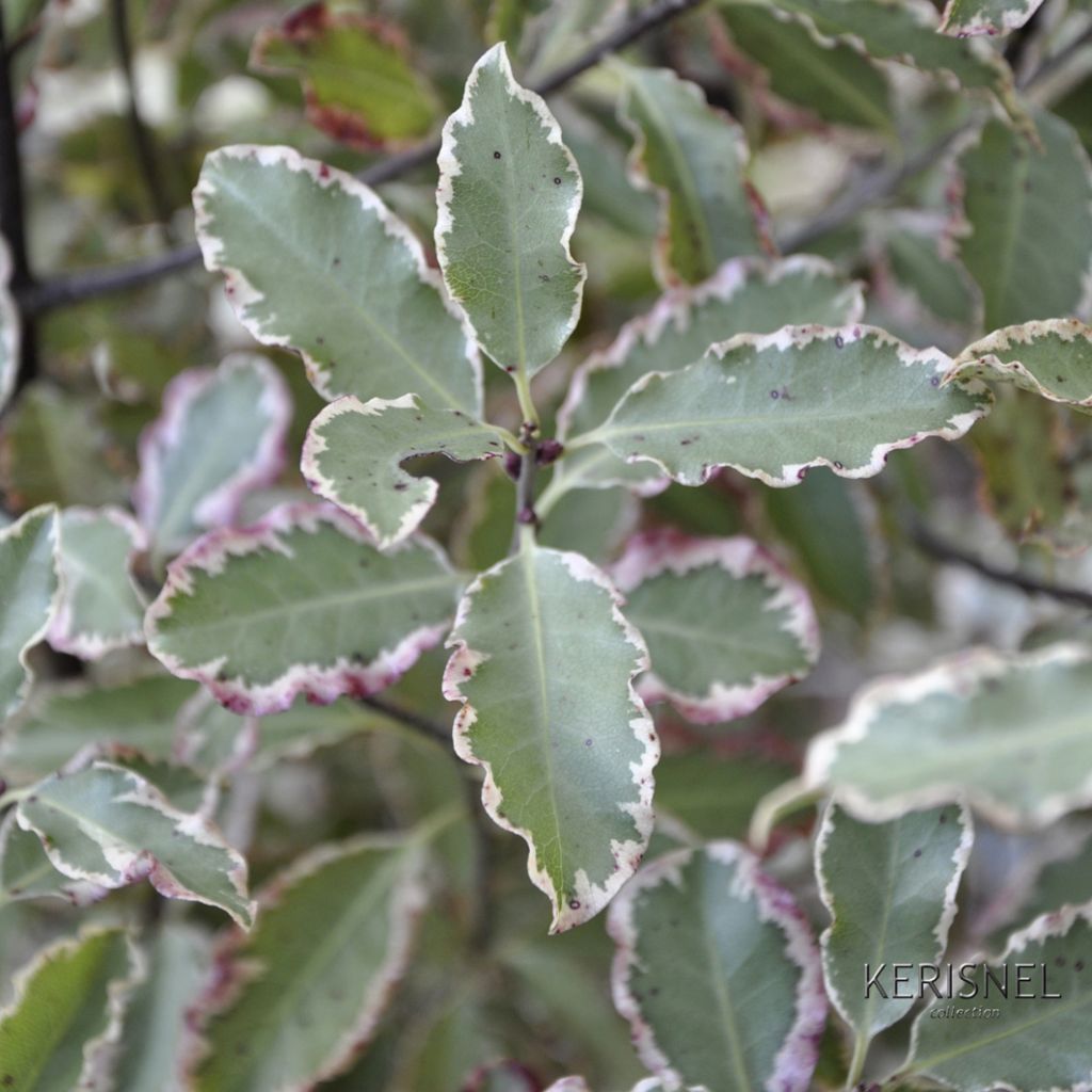 Pittosporum tenuifolium Elisabeth - Kohuhu