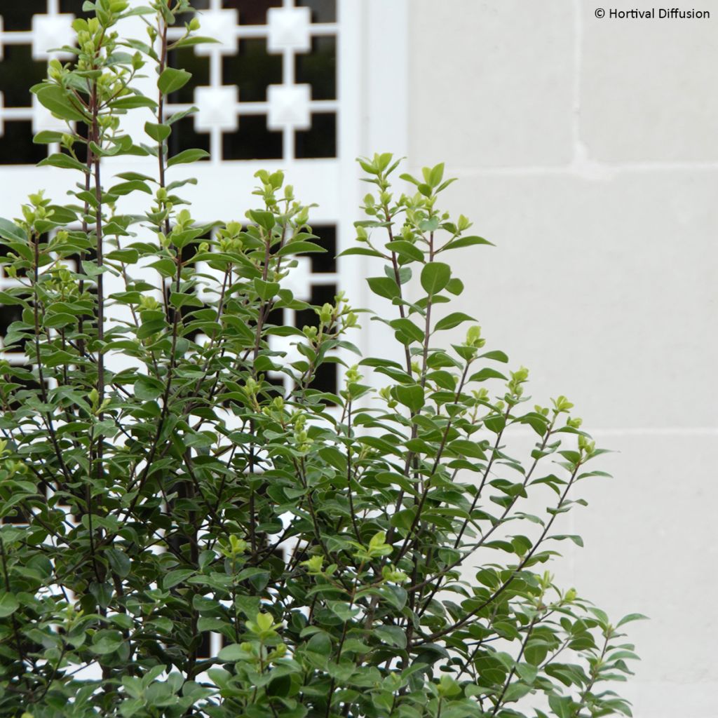 Pittosporum tenuifolium Irish Luck - Kohuhu