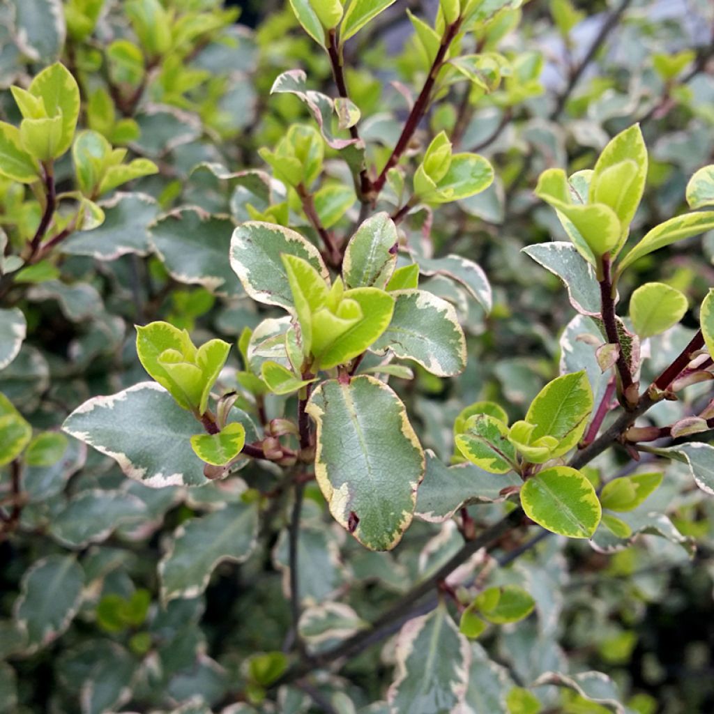 Pittosporum tenuifolium Victoria - Kohuhu