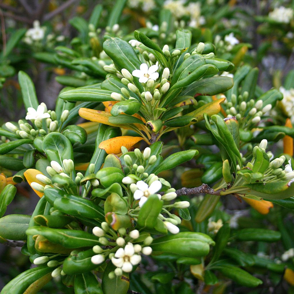 Pittosporum tobira - Japanese Pittosporum