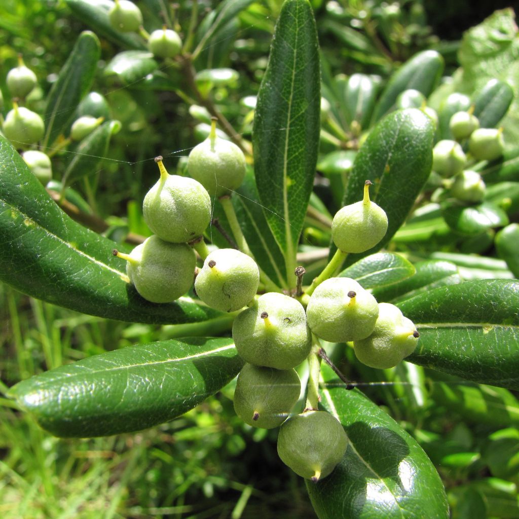 Pittosporum tobira - Japanese Pittosporum
