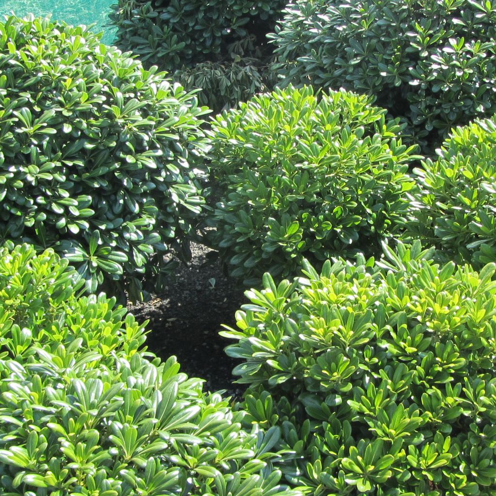 Pittosporum tobira Nanum - Japanese Pittosporum