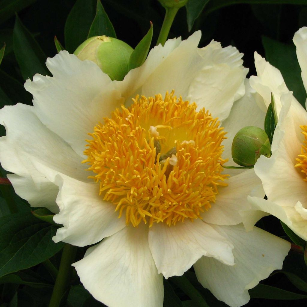 Paeonia lactiflora Claire de Lune