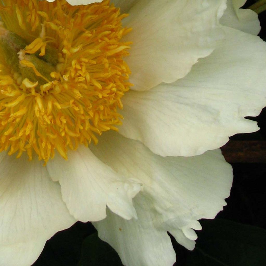 Paeonia lactiflora Claire de Lune