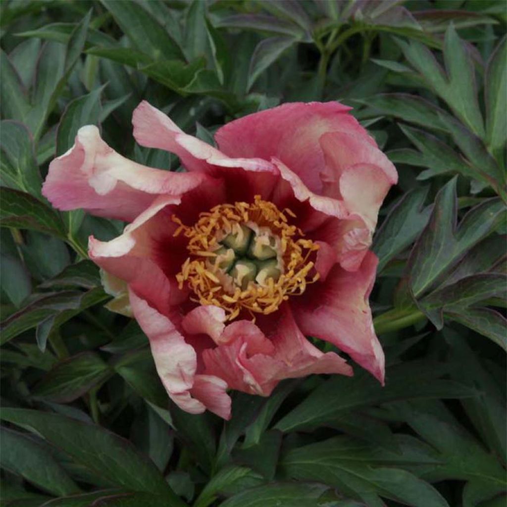 Paeonia Itoh Pastel Splendour