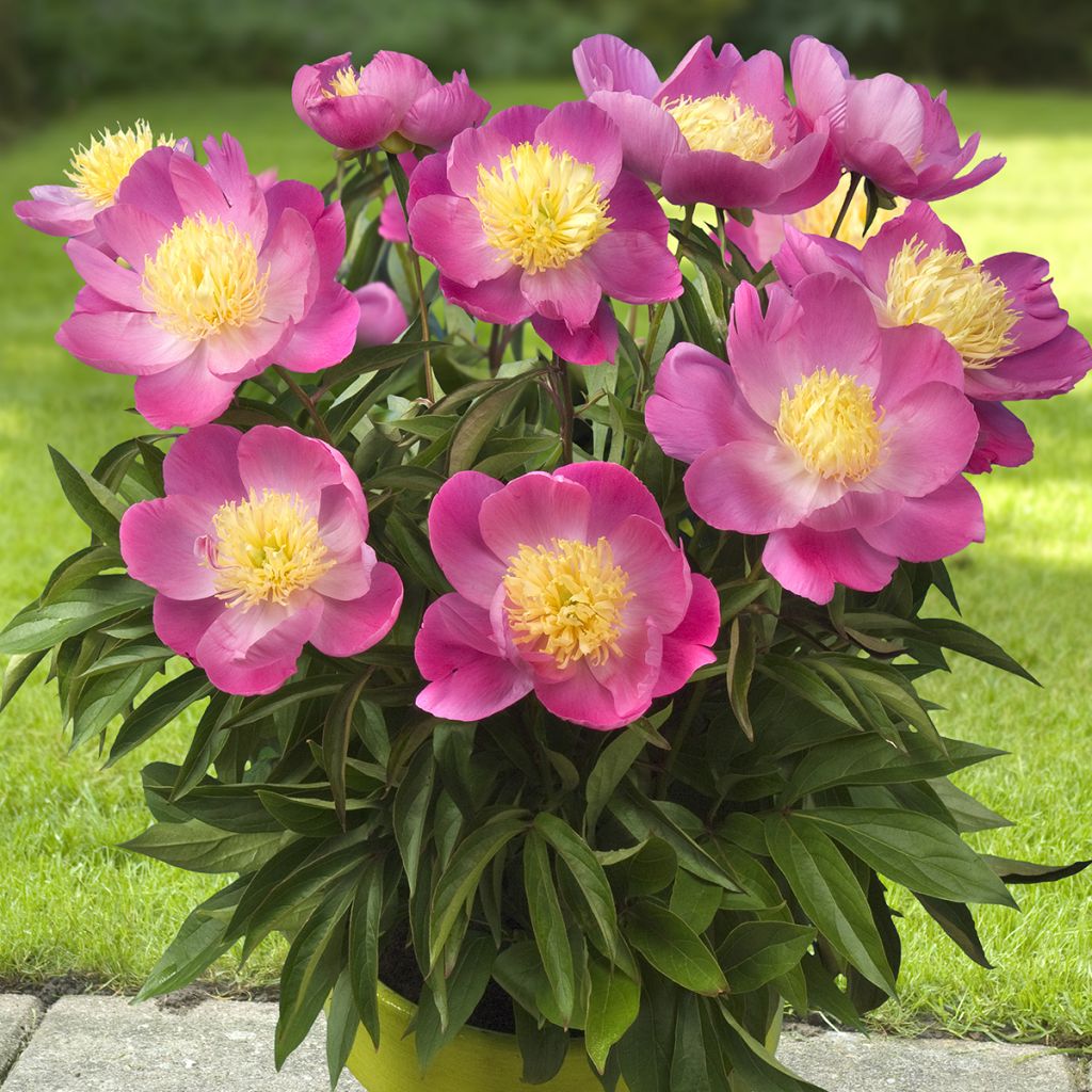 Paeonia lactiflora Kiev (Patio Peony Series) - Dwarf Peony