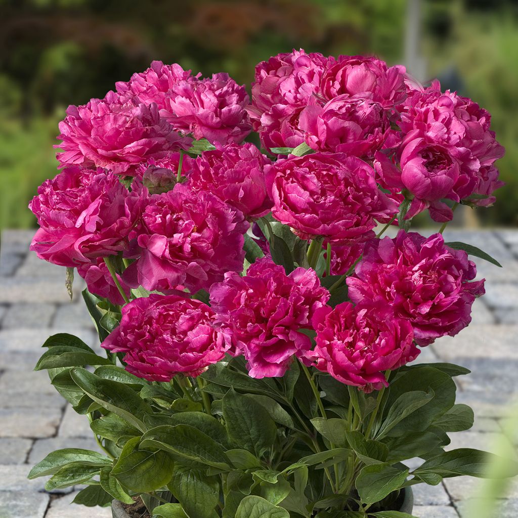 Paeonia lactiflora London (Patio Peony Series) - Dwarf Peony