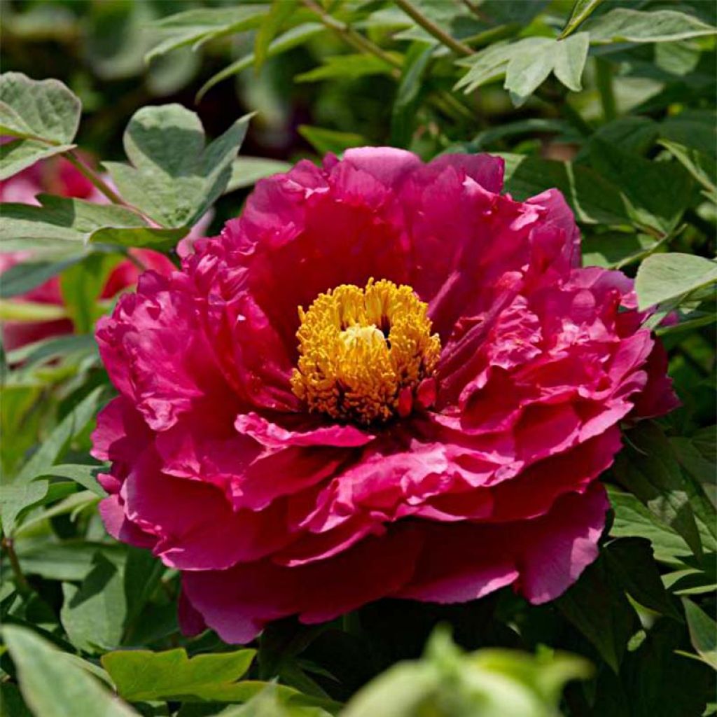 Paeonia suffruticosa Ri Yue Jin - Tree Peony