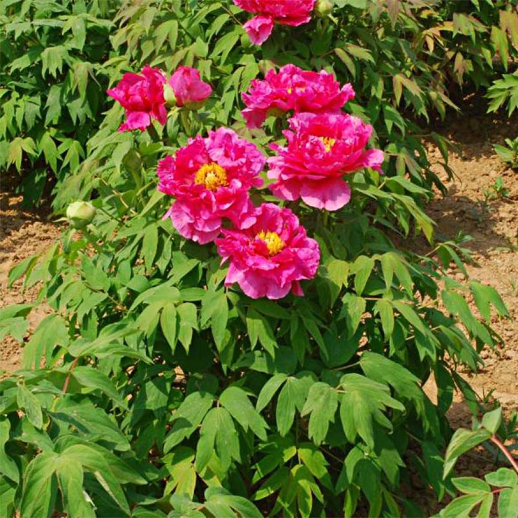 Paeonia suffruticosa Ri Yue Jin - Tree Peony