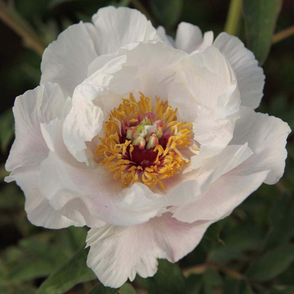 Paeonia ostii Feng Dan Bai - Tree Peony